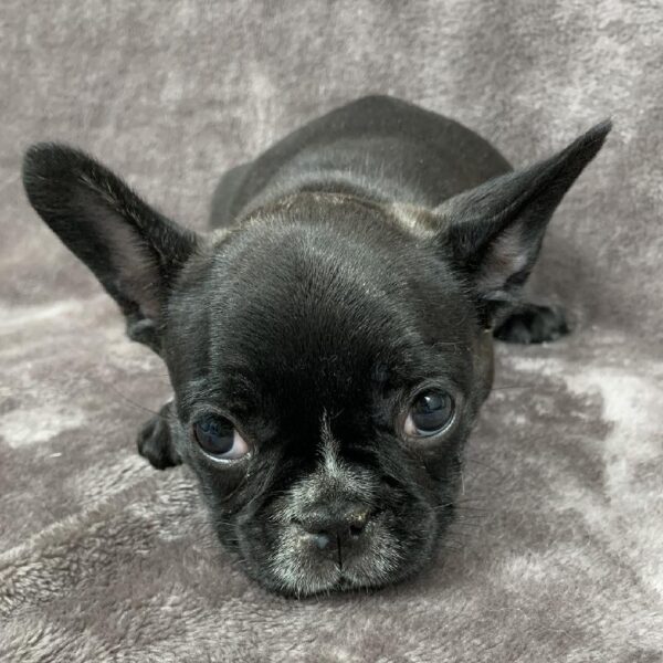 French Bulldog-DOG-Female-blk-1006-Petland Woodlands, TX