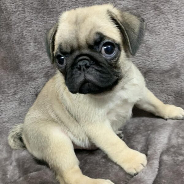 Pug-DOG-Male-Fawn-1005-Petland Woodlands, TX