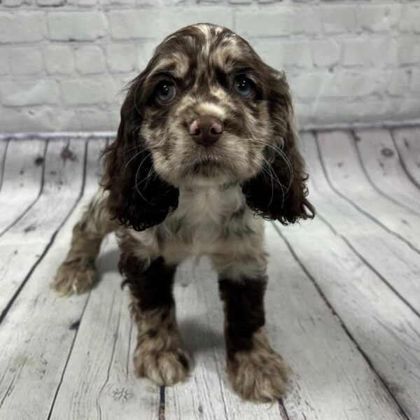 Cocker Spaniel-DOG-Female-Chocolate Roan-107-Petland Woodlands, TX