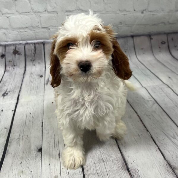 Cavapoo-DOG-Female-Tan & White-97-Petland Woodlands, TX