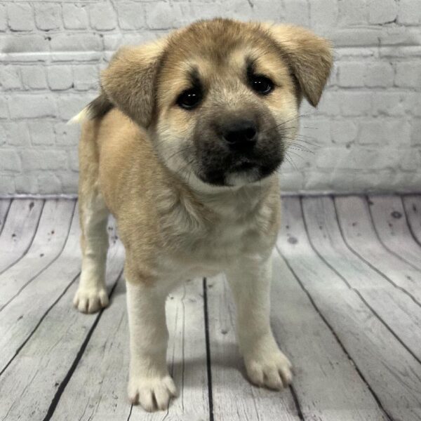 Akita-DOG-Female-Sable & White Black Mask-103-Petland Woodlands, TX