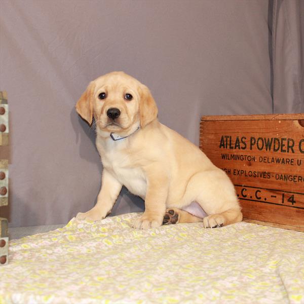 Labrador Retriever-DOG-Female-Yellow-1036-Petland Woodlands, TX