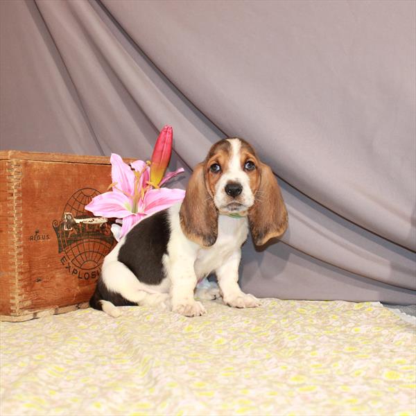 Basset Hound-DOG-Male-Black White / Tan-1037-Petland Woodlands, TX