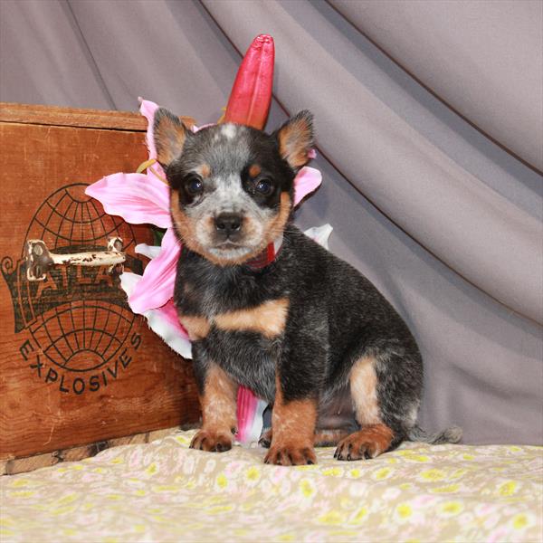 Heeler-DOG-Male-Blue-1038-Petland Woodlands, TX