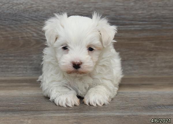 Maltese-DOG-Male-White-1039-Petland Woodlands, TX