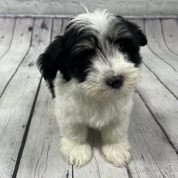 Havanese-DOG-Male-Black, White & Tan Parti-84-Petland Woodlands, TX