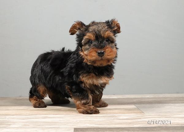 Yorkshire Terrier-DOG-Male-Black / Tan-1042-Petland Woodlands, TX