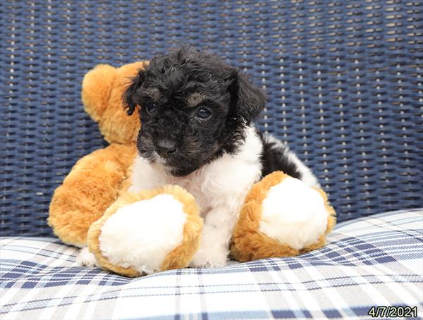Poodle-DOG-Male-Black / Tan-1045-Petland Woodlands, TX