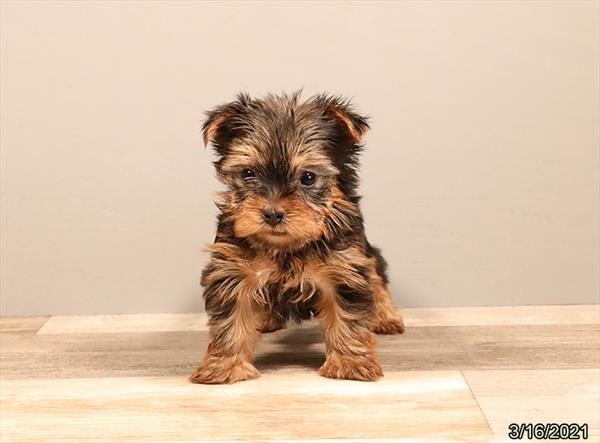 Yorkshire Terrier-DOG-Female-Black / Tan-1046-Petland Woodlands, TX
