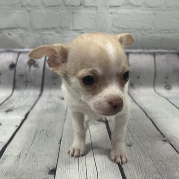 Chihuahua-DOG-Male-White & Fawn-83-Petland Woodlands, TX