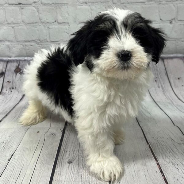 Havanese/Poodle-DOG-Female-Black & White-95-Petland Woodlands, TX
