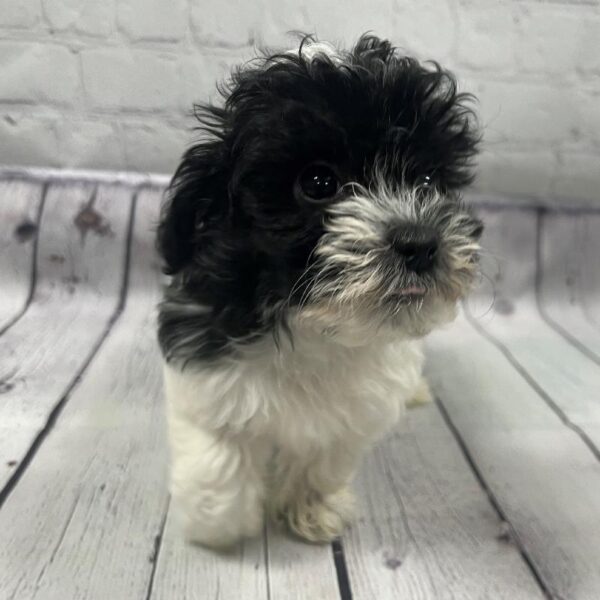 Havanese/Poodle-DOG-Male-Black & White-94-Petland Woodlands, TX