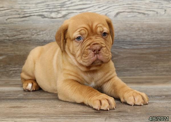Dogue De Bordeaux-DOG-Female-Red-1085-Petland Woodlands, TX