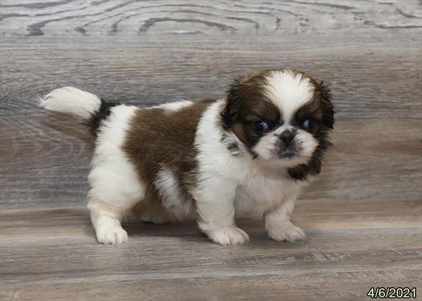 Pekingese-DOG-Male-Fawn-1086-Petland Woodlands, TX