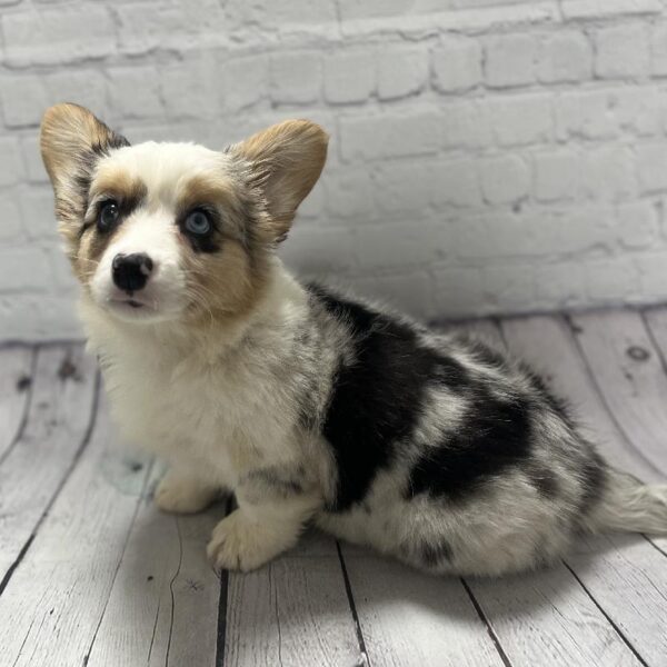 Cardigan Welsh Corgi-DOG-Female-BL MRL& WH-120-Petland Woodlands, TX