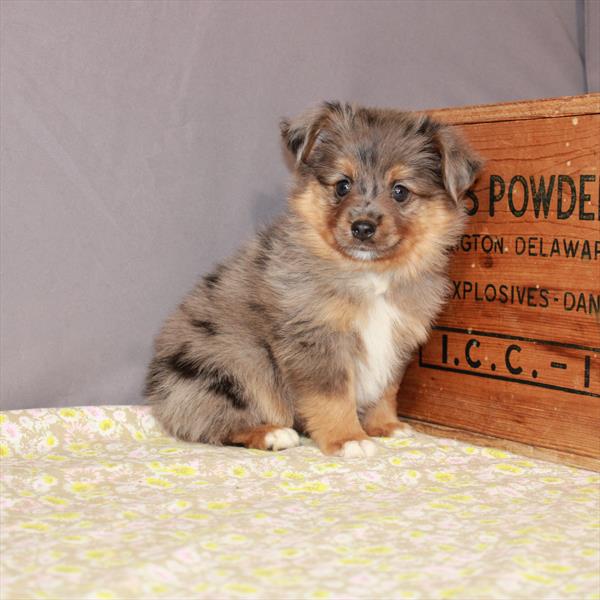 Australian Shepherd-DOG-Female-Blue Merle-1088-Petland Woodlands, TX