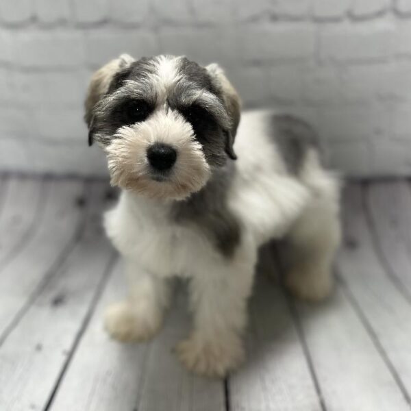 Mini Schnauzer-DOG-Female-slt & ppr, prti-116-Petland Woodlands, TX