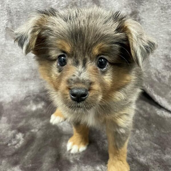 Chonzer-DOG-Male-light salt and pepper-1108-Petland Woodlands, TX