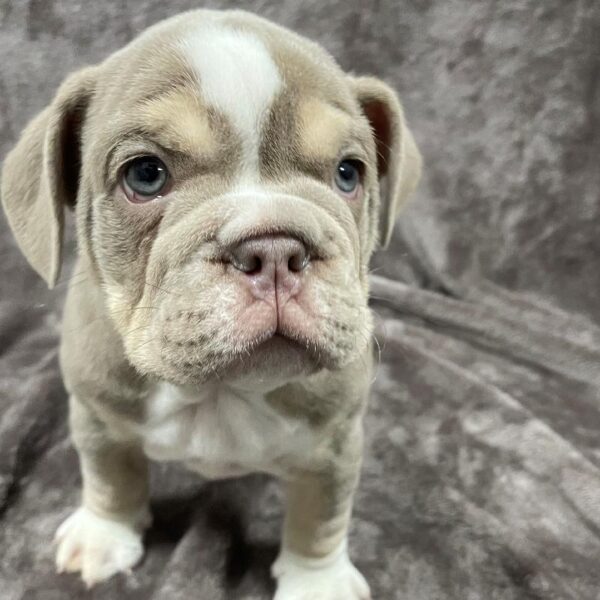 English Bulldog-DOG-Male-Lilac Tri-1105-Petland Woodlands, TX
