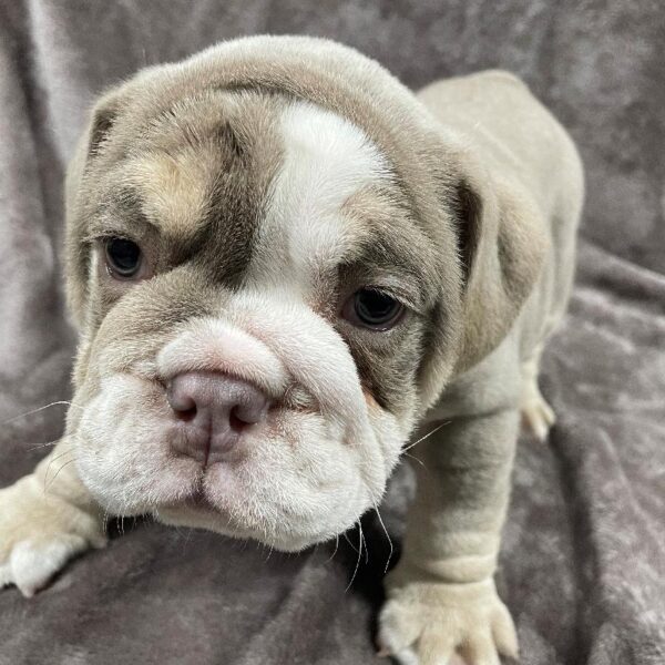 English Bulldog-DOG-Male-Lilac-1104-Petland Woodlands, TX