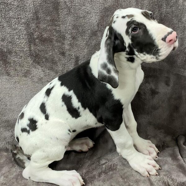 Great Dane-DOG-Male-Harlequin-1087-Petland Woodlands, TX
