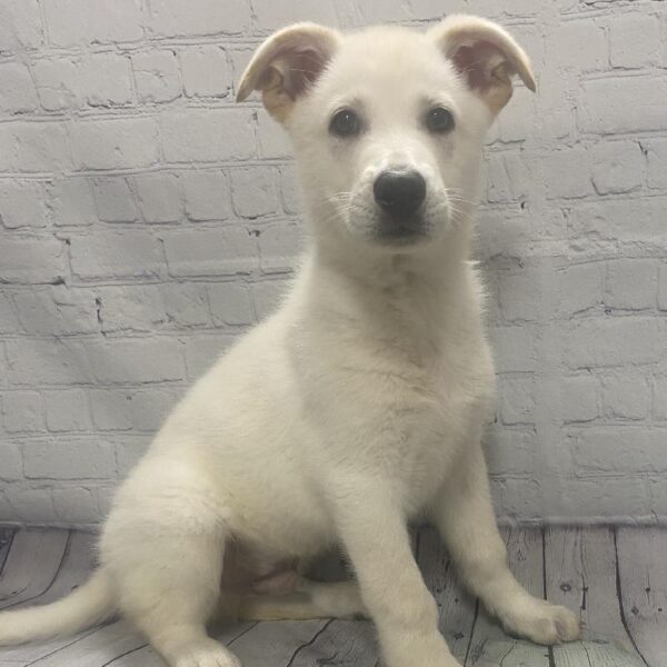 German Shepherd-DOG-Male-White-115-Petland Woodlands, TX