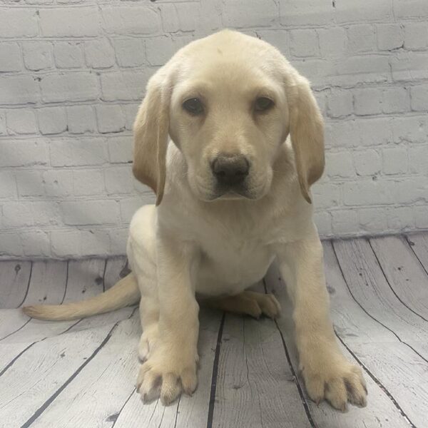 Labrador Retriever-DOG-Female-Yellow-117-Petland Woodlands, TX