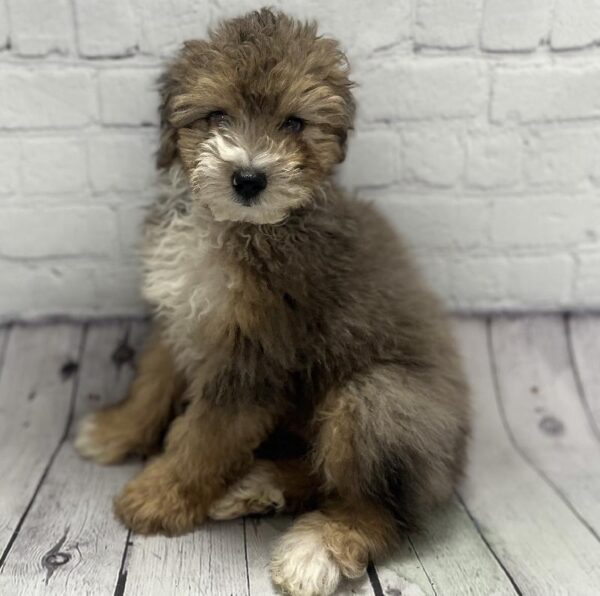 Mini Aussiedoodle-DOG-Male-Blue Merle-113-Petland Woodlands, TX