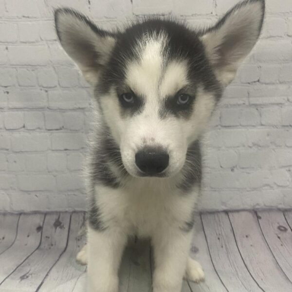 Siberian Husky-DOG-Male-Black & White-112-Petland Woodlands, TX