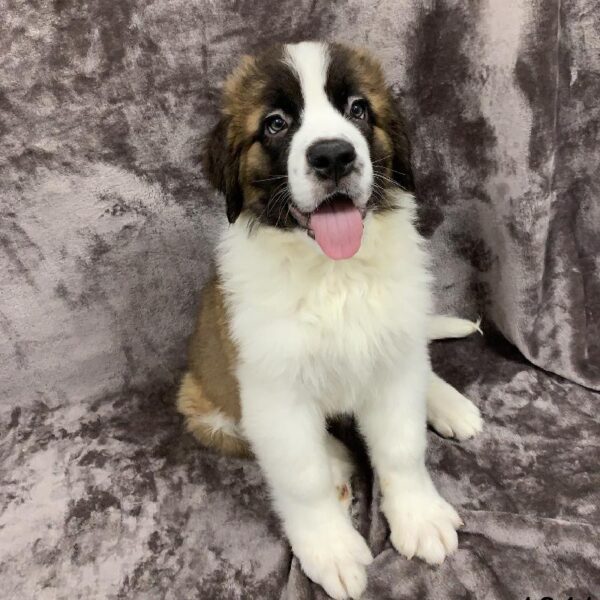 Saint Bernard-DOG-Male-Mahogany / White-1041-Petland Woodlands, TX