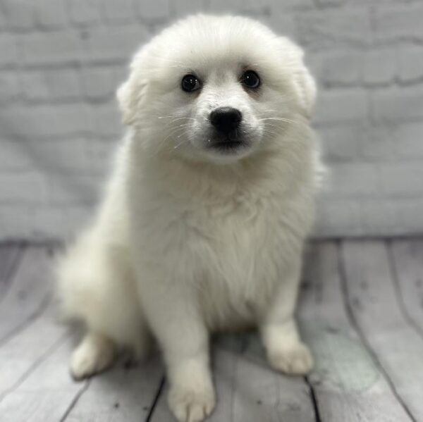American Eskimo Dog-DOG-Female-White-118-Petland Woodlands, TX