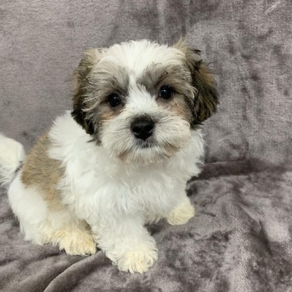 Teddy Bear-DOG-Male-White-1044-Petland Woodlands, TX