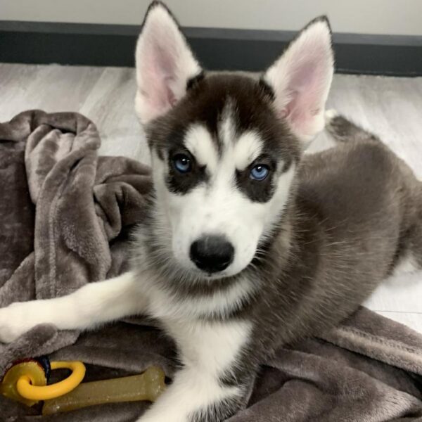 Siberian Husky-DOG-Female-Black / White-1043-Petland Woodlands, TX