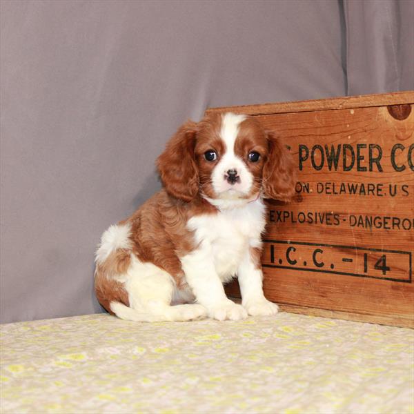 Cavalier King Charles Spaniel-DOG-Male-Blenheim / White-1115-Petland Woodlands, TX