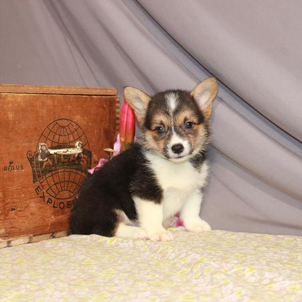 Pembroke Welsh Corgi-DOG-Female-Black / Tan-1116-Petland Woodlands, TX