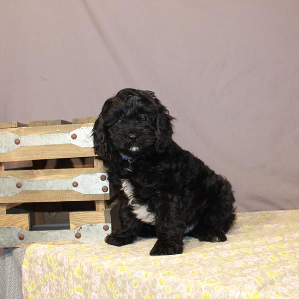 Cavapoo-DOG-Male-Black-1117-Petland Woodlands, TX