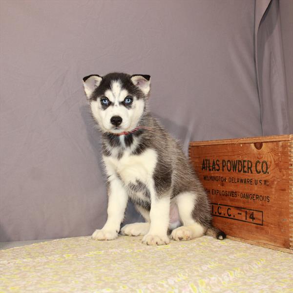 Siberian Husky-DOG-Male-Black / White-1118-Petland Woodlands, TX