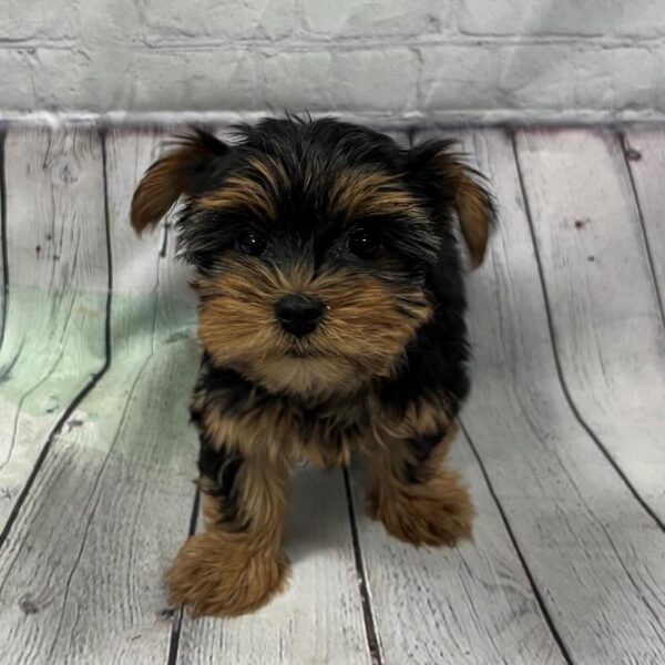 Yorkie-DOG-Male-Black & Tan-137-Petland Woodlands, TX