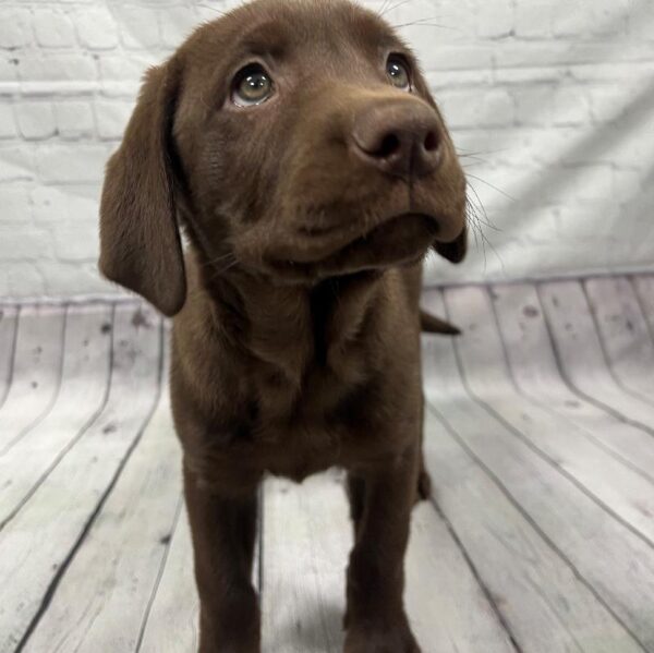 Labrador Retriever-DOG-Female-Chocolate-141-Petland Woodlands, TX