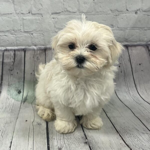 Maltese-DOG-Female-White-139-Petland Woodlands, TX