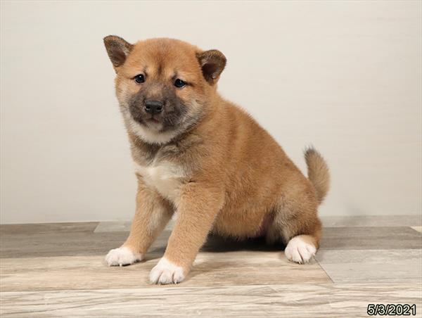 Shiba Inu-DOG-Female-Red Sable-1166-Petland Woodlands, TX