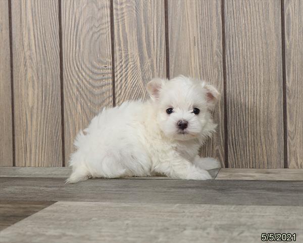 Maltese-DOG-Male-White-1169-Petland Woodlands, TX