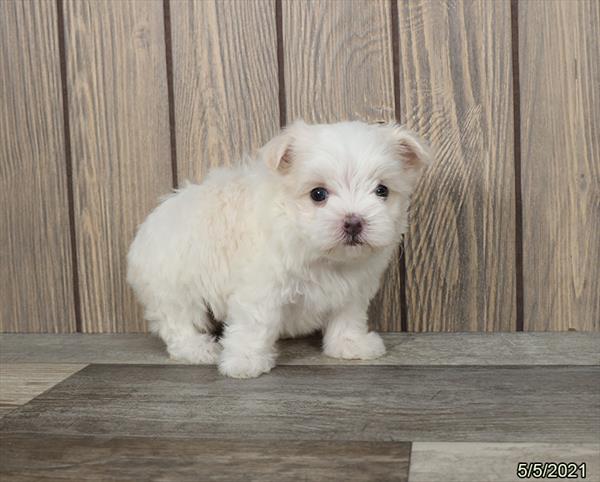 Maltese-DOG-Male-White-1170-Petland Woodlands, TX