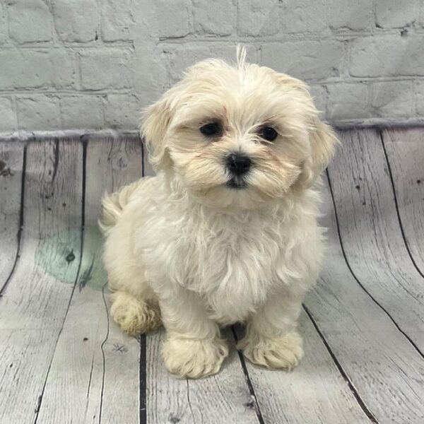 Havanese-DOG-Female-Sable w/Black Mask-140-Petland Woodlands, TX
