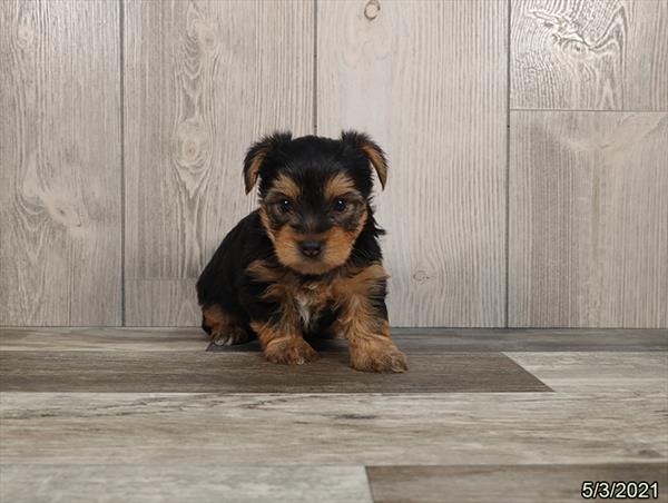 Yorkshire Terrier-DOG-Male-Black / Tan-1171-Petland Woodlands, TX
