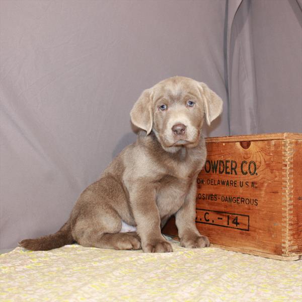 Labrador Retriever-DOG-Male-Silver-1173-Petland Woodlands, TX