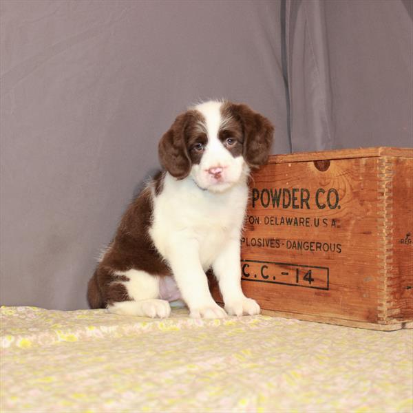 Mini Labradoodle-DOG-Male-Chocolate / White-1174-Petland Woodlands, TX
