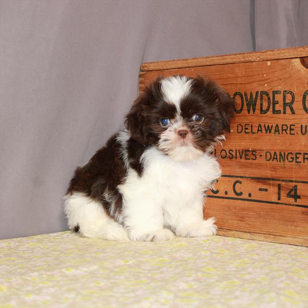 Shih Tzu-DOG-Male-White / Chocolate-1175-Petland Woodlands, TX