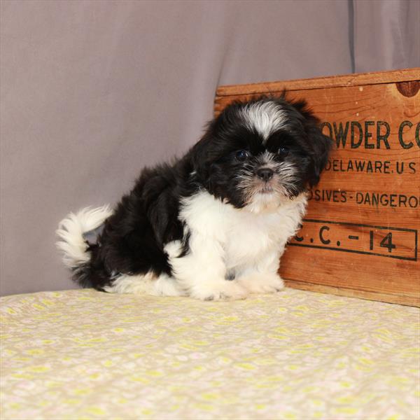 Shih Tzu-DOG-Female-White / Black-1176-Petland Woodlands, TX