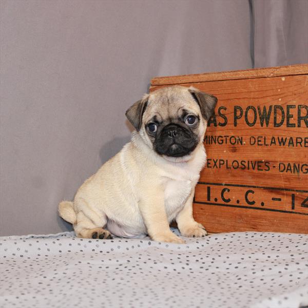 Pug DOG Male Fawn 1177 Petland Woodlands, TX